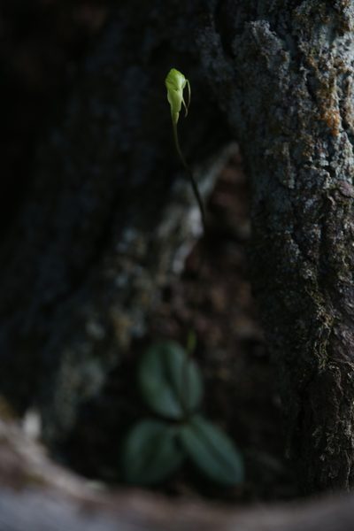 Pterostylis depauperata, photographed by Hugo Innes