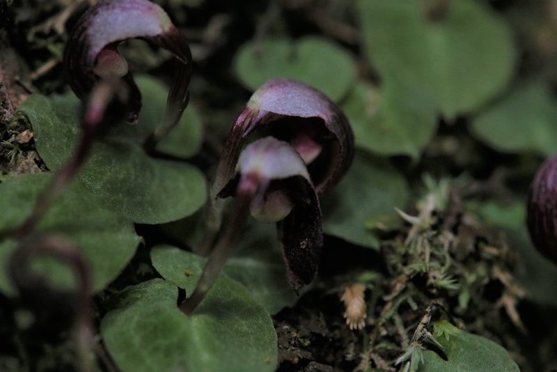 Corybas abellianus, photographed by Hugo Innes