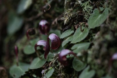 Corybas abellianus, photographed by Hugo Innes