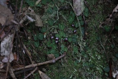 Corybas abellianus, photographed by Hugo Innes