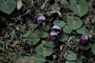 Corybas abellianus, photographed by Hugo Innes