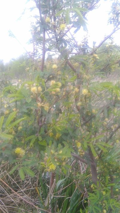 Mimosa bonplandii, photographed by Bahiano Ayala