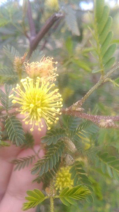 Mimosa bonplandii, photographed by Bahiano Ayala