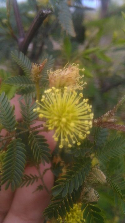 Mimosa bonplandii, photographed by Bahiano Ayala