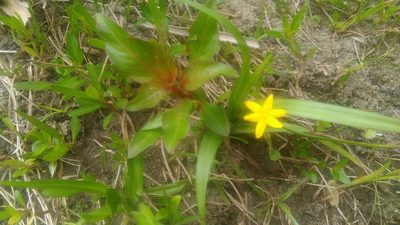 Hypoxis decumbens, photographed by Bahiano Ayala