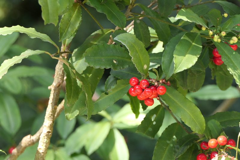 Ardisia macrocarpa, photographed by Dinesh Valke
