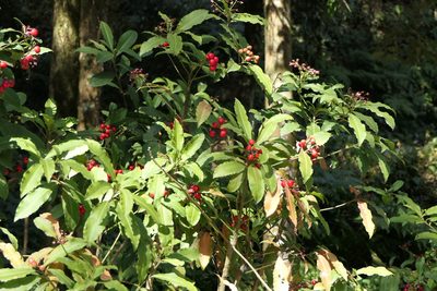 Ardisia macrocarpa, photographed by Dinesh Valke