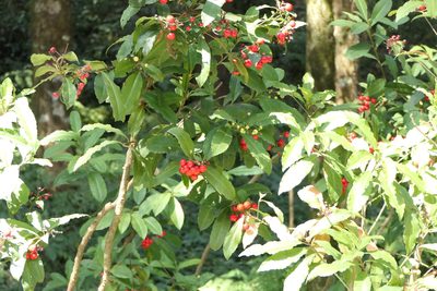 Ardisia macrocarpa, photographed by Dinesh Valke