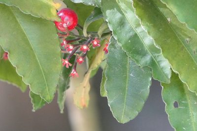 Ardisia macrocarpa, photographed by Dinesh Valke