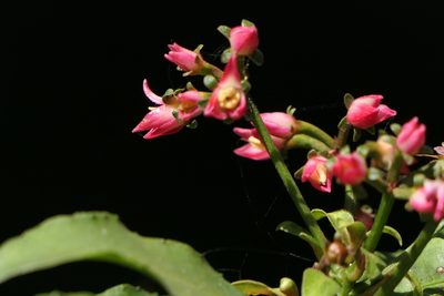 Ardisia macrocarpa, photographed by Dinesh Valke