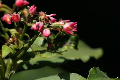 Ardisia macrocarpa, photographed by Dinesh Valke