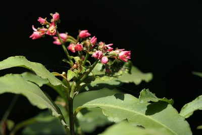 Ardisia macrocarpa, photographed by Dinesh Valke