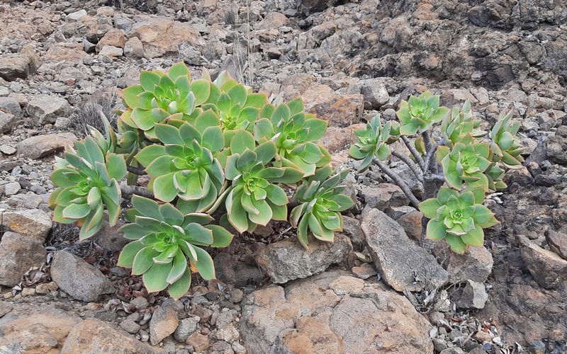 Aeonium percarneum, photographed by Christoph Moning