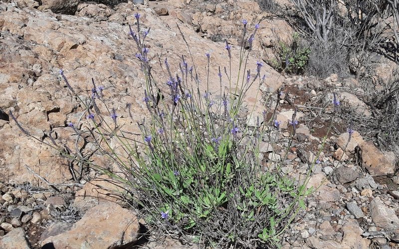 Lavandula minutolii, photographed by Christoph Moning
