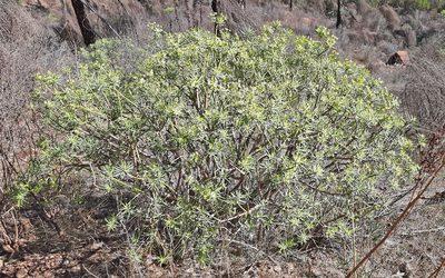 Euphorbia regis-jubae, photographed by Christoph Moning