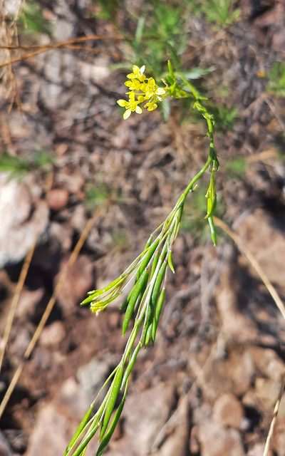 Descurainia preauxiana, photographed by Christoph Moning