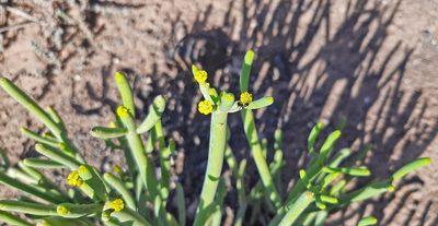 Euphorbia aphylla, photographed by Christoph Moning