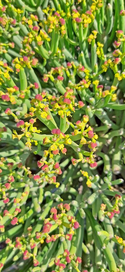Euphorbia aphylla, photographed by Christoph Moning