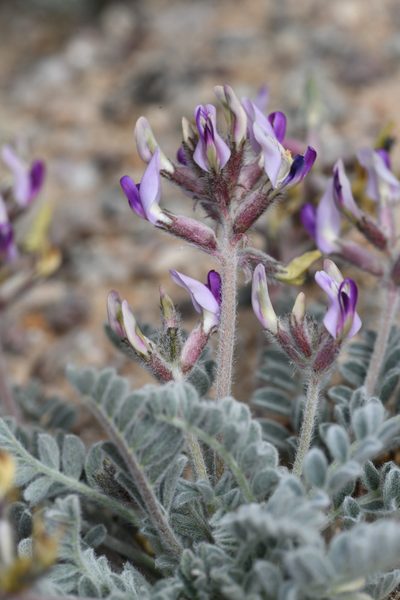 Astragalus tidestromii, photographed by Trevor Van Loon