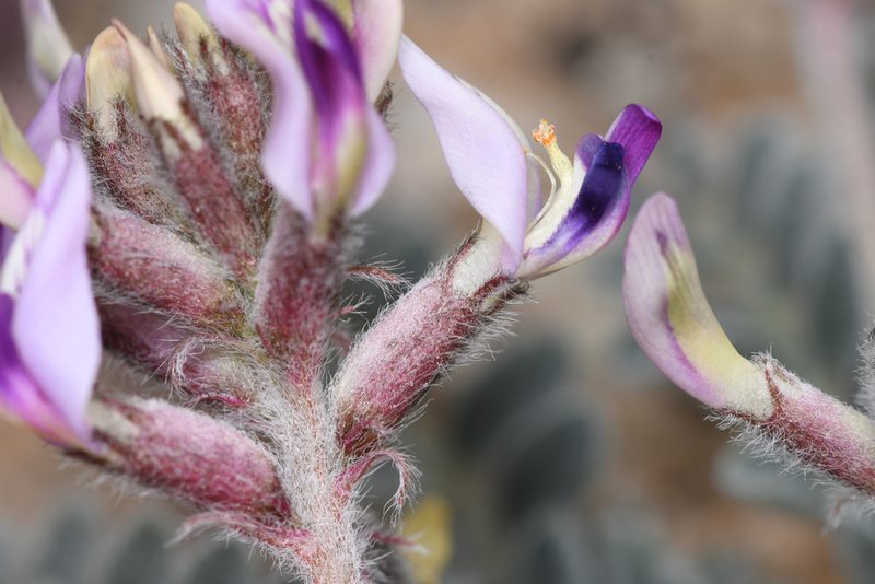 Astragalus tidestromii, photographed by Trevor Van Loon