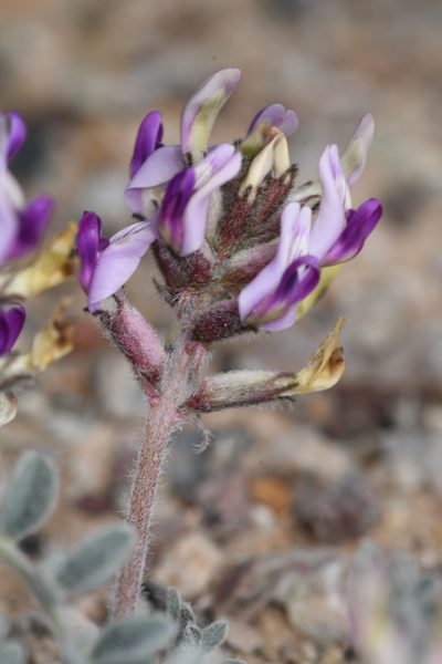 Astragalus tidestromii, photographed by Trevor Van Loon