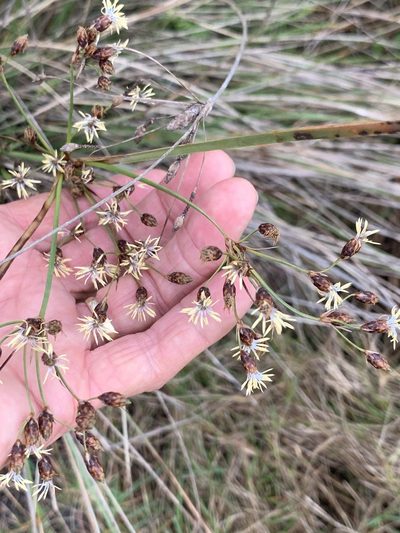 Fimbristylis spadicea, photographed by Claire Herzog