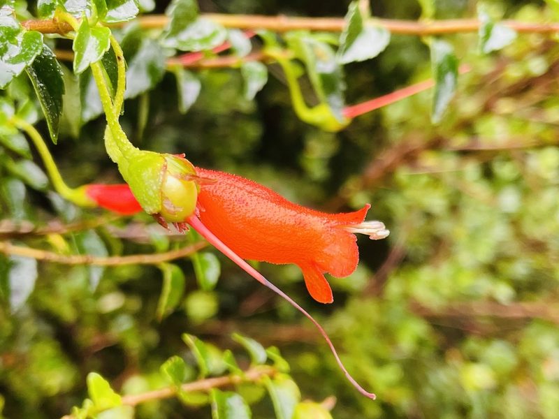 Mitraria coccinea, photographed by Francisco E. Fonturbel