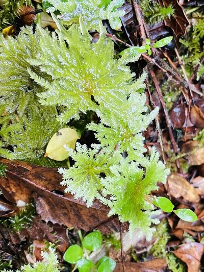 Arbusculohypopterygium arbuscula, photographed by Francisco E. Fonturbel