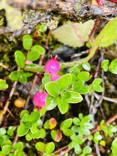 Myrteola nummularia, photographed by Francisco E. Fonturbel