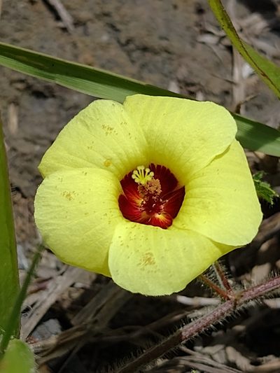 Pavonia cancellata, photographed by Lucas Kaminski