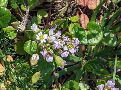 Cochlearia danica, photographed by Piermario Maculan