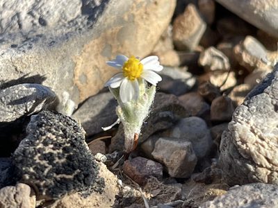 Eriophyllum lanosum, photographed by Bobby McCabe