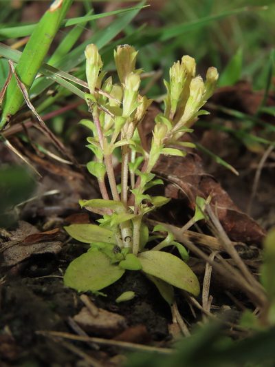 Gentiana yokusai, photographed by chiuluan