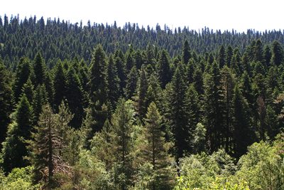 Picea orientalis, photographed by Oleg Kosterin
