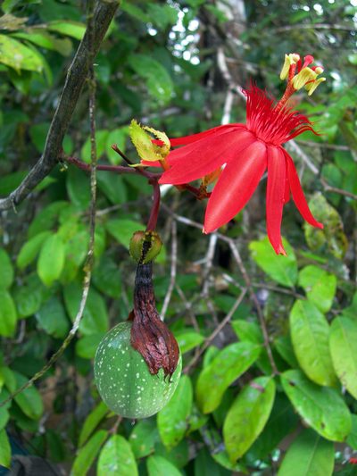 Passiflora punicea, photographed by Alan Prather
