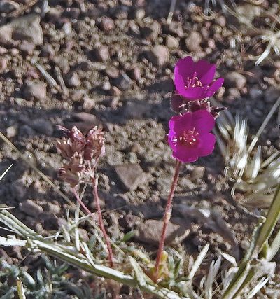 Montiopsis umbellata, photographed by Hugo Hulsberg
