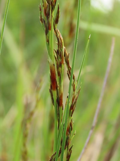 Schoenus falcatus, photographed by chiuluan