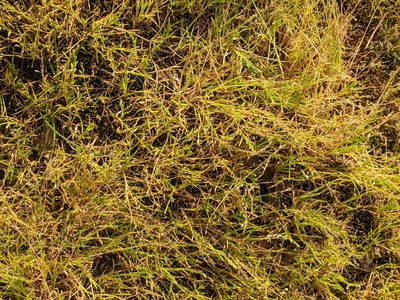 Poa infirma, photographed by Piermario Maculan