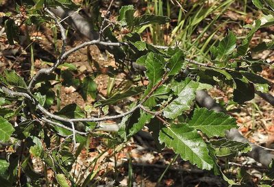 Nothofagus obliqua, photographed by Hugo Hulsberg