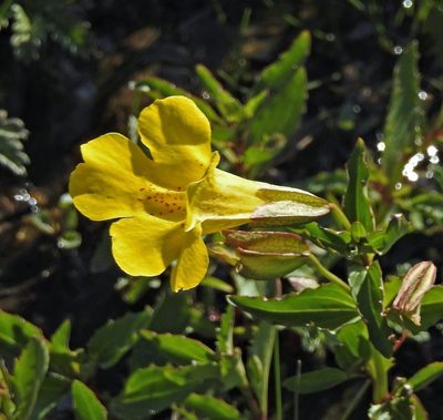 Erythranthe lutea, photographed by Hugo Hulsberg