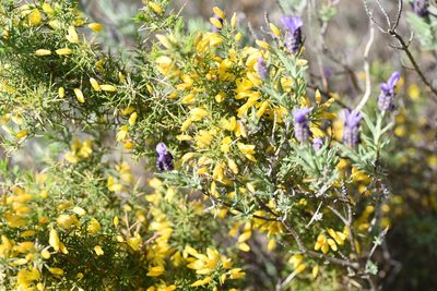 Ulex parviflorus, photographed by Jacqueline Jeanne
