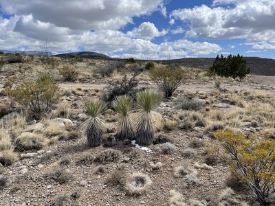 Yucca elata, photographed by CK2AZ