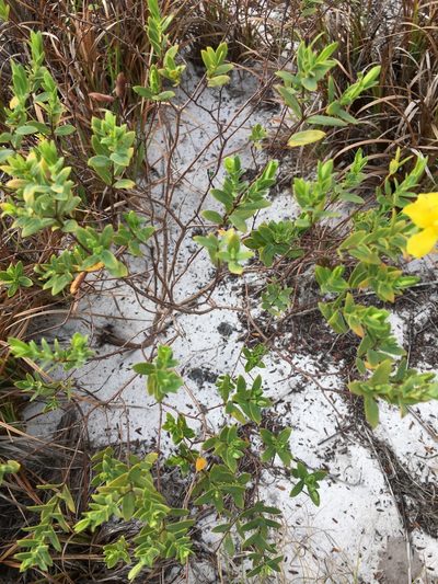Hypericum edisonianum, photographed by Sterling Herron
