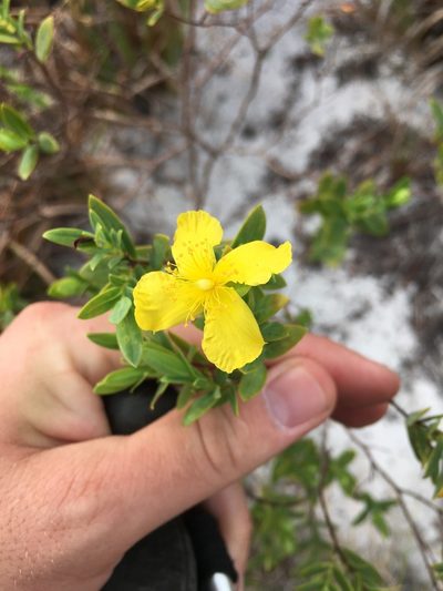 Hypericum edisonianum, photographed by Sterling Herron