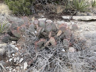 Opuntia macrocentra, photographed by CK2AZ