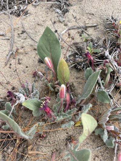 Oenothera wigginsii, photographed by Sula Vanderplank