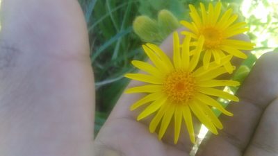 Senecio selloi, photographed by Bahiano Ayala
