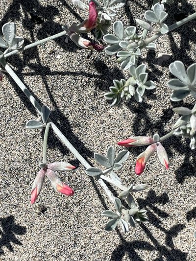 Acmispon niveus, photographed by Sula Vanderplank