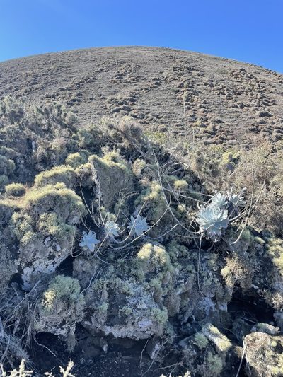 Dudleya anthonyi, photographed by Sula Vanderplank