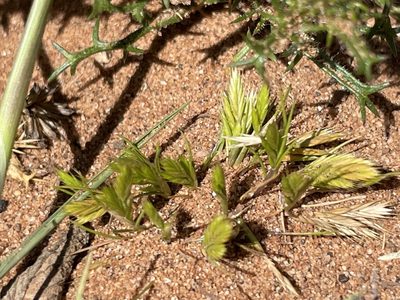 Festuca octoflora, photographed by Sula Vanderplank
